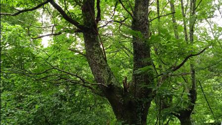 Medio Ambiente constata una reducción de los daños causados por la avispilla del castaño en Navarra