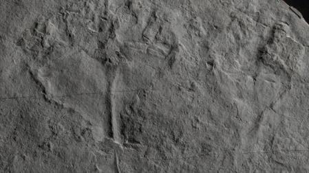 Fósil de 'Auroralumina attenboroughii‘
BGS/UKRI
01/08/2022