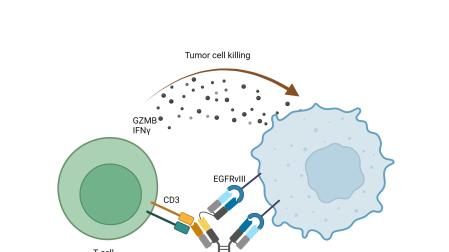 Un fármaco muestra eficacia preclínica ante el tumor cerebral más frecuente según un estudio