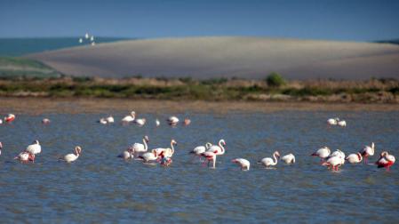 Esteros de la Reserva Ecológica del Guadalquivir