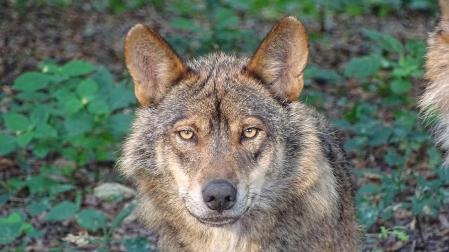 Un ejemplar de lobo ibérico
