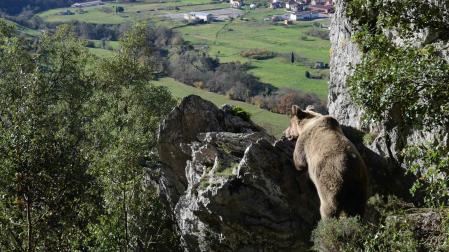 Oso cantábrico próximo a un asentamiento humano