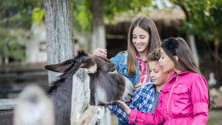 Niños con un burro