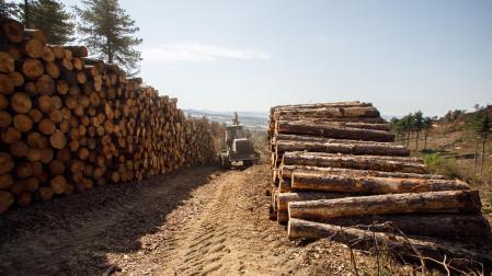 Maquinaria trabajando en el aprovechamiento forestal