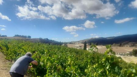 Javier Martínez, responsable de Viticultura de Bodega de Sarría