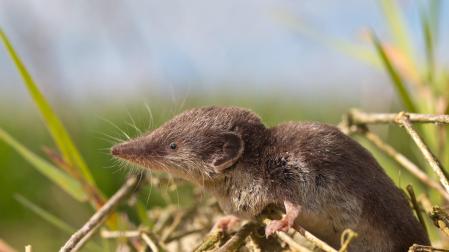 Algunas especies de musarañas transmiten el virus Langya