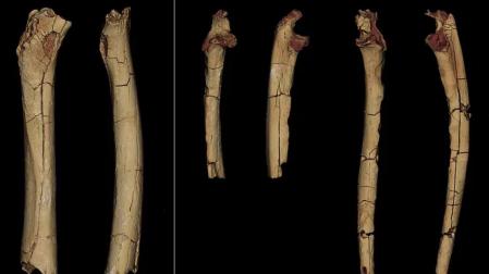 Un hueso del antebrazo y dos fémures de 'Sahelanthropus tchadensis' encontrados en una excavación en Toros Menalla (Chad)