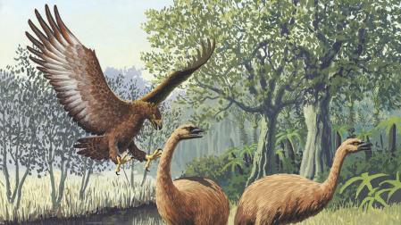 Ilustración de un águila de Haast atacando a un moa gigante de la isla Sur, en Nueva Zelanda