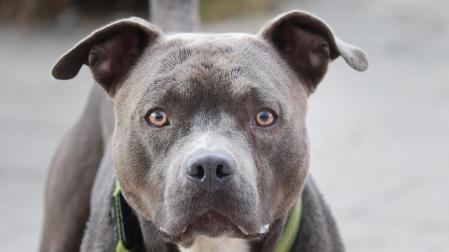 Imagen de archivo de un pitbull