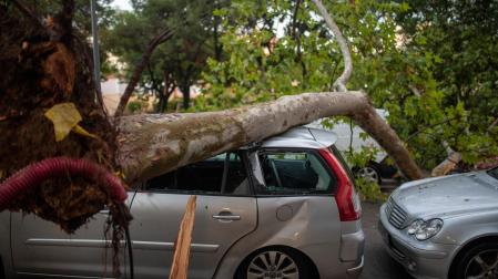 Un tronco de un árbol caído en un coche en Barcelona