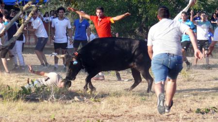 Un astado embiste a un mozo tendido en el suelo durante la traída de las vacas de Cintruénigo.