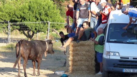 Traída de vacas por el río Alhama en las prefiestas de Cintruénigo
