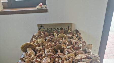 Los hongos requisados en Erro-Roncesvalles