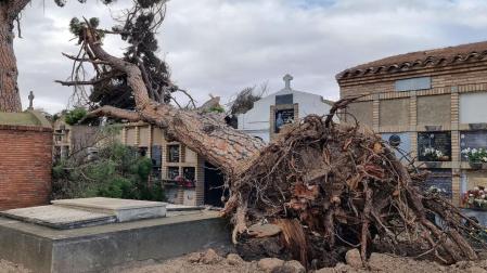 Imagen del árbol caído en el cementerio de Corella.