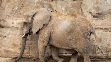 Un elefante en Bioparc

BIOPARC

07/10/2022