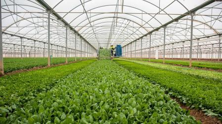 Imagen de un invernadero con lechugas destinadas a la agroindustria.