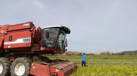 Inicio de la cosecha dle guisante en plantaciones de Gvtarra en Villafranca