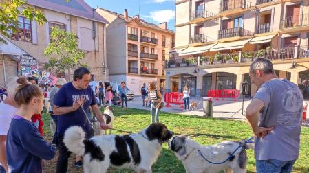 XVI Encuentro del Mastín del Pirineo