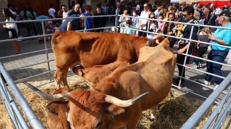 Imágenes de la Feria de Alsasua