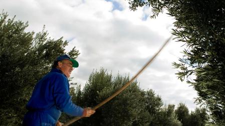 La campaña de recogida de aceituna en Navarra comienza esta semana en algunas zonas de la Ribera