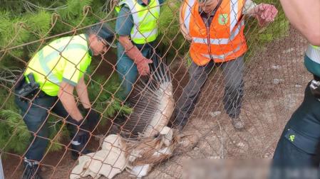 Un ejemplar adulto de Buitre Leonado (Gyps Fulvus), el cual se encontraba atrapado en la autovía A-68