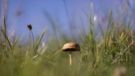 Un ejemplar micológico, aislado entre vegetación espesa, en la zona de Jaurrieta