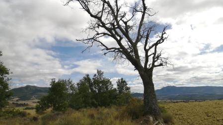 Uno de los robles dañados, entre la parcela del denunciado y el terreno comunal.