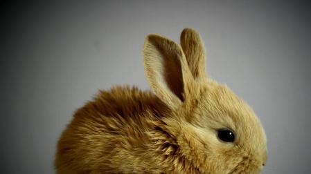 Los conejos es una de las especies que está prohibido tener en casa como mascota con la nueva Ley de Bienestar Animal