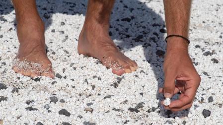 Más de seis millones de rodolitos se concentran en las playas del norte de Fuerteventura, en donde la peculiar forma de estas algas coralinas ha originado el nombre popular de 'palomitas'