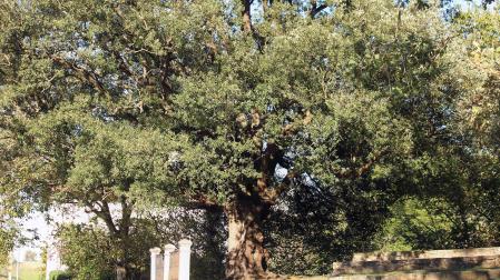 La frondosa encina de unos 400 años está ubicada en el barrio de San Roque de Colindres