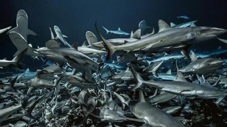 El Museo de Educación Ambiental de Pamplona acoge esta tarde la proyección del documental '700 Tiburones'.