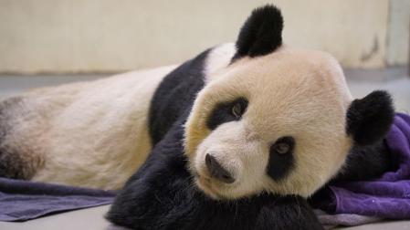 El oso panda gigante Tuan Tuan