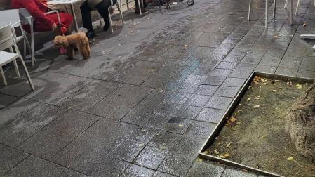 Vista del alcorque en la calle San Fermín