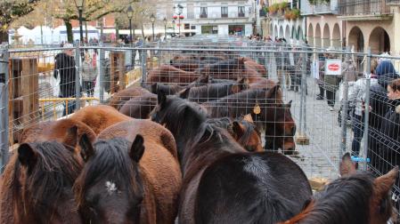 Ganado equino de la última feria de San Andrés celebrada en Estella y que se cobijó en la plaza Santiago