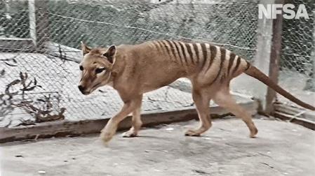 Detalle del video colorizado por NFSA de un tigre de Tasmania