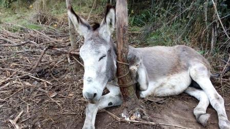 El asno, enganchado a un árbol con una cuerda