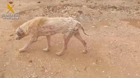 Estado de unos de los perros