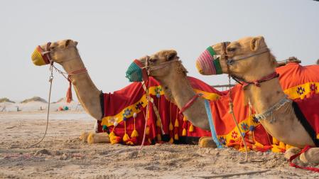 Varios camellos esperan a turistas en Qatar