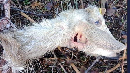 Una de las cabras que sufrieron el ataque

UGAMA

27/12/2022