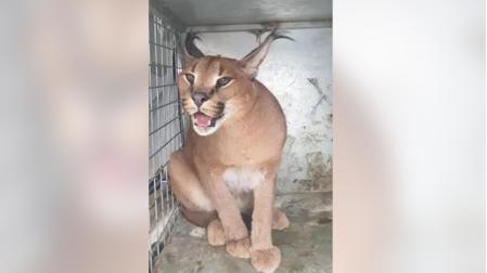 Caracat recuperado en un jardín de Marbella