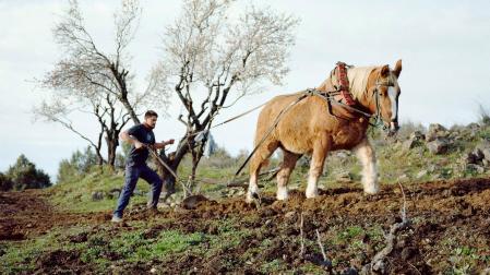 Una de las fotografías del libro, donde Pedro y Wilson labran al inicio de la primavera en el pueblo de Cebreros