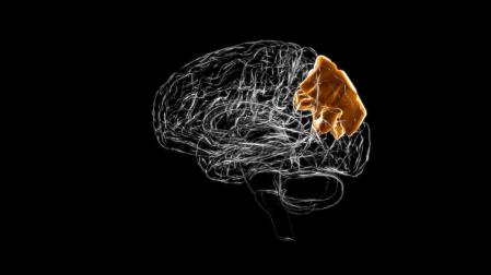 El lóbulo parietal es el encargado de procesar principalmente información somatosensorial, es decir, maneja datos sobre el tacto, el movimiento y la posición de nuestro cuerpo en relación al espacio