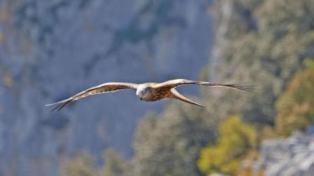 Un ejemplar de milano real surca el cielo con las alas desplegadas