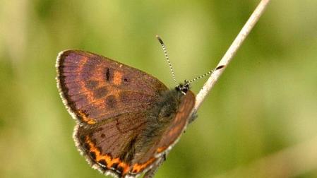 Ejemplar de la mariposa 'Manto violeta'