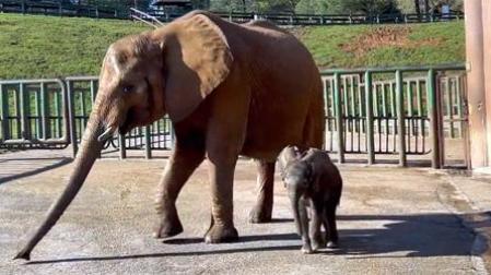 La nueva elefanta pesó 85 kilos y es hija de 'Jambo' y de 'Infinita'