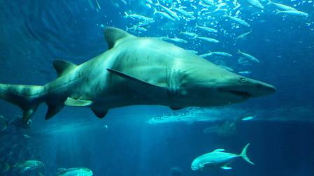 Ejemplar de tiburón toro