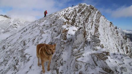 'Thor' es un perro cruce de varias razas que ha logrado sobrevivir tras permanecer enriscado durante 16 días a más de 1.600 metros de altura en la Montaña Central Leonesa y ya se encuentra de regreso en casa tras un complicado rescate