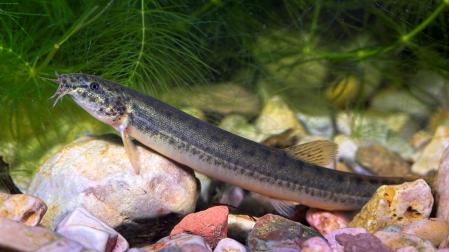 ‘Misgurnus anguillicaudatus’ del Delta del Ebro.