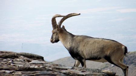 El último bucardo (capra pyrenaica pyrenaica), una hembra llamada Celia, murió en el año 2000