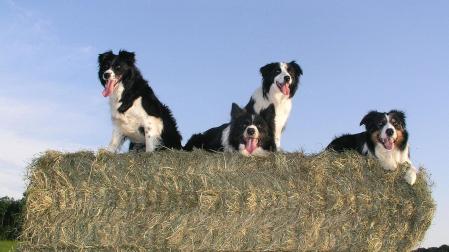 Imagen de archivo de varios Border Collies